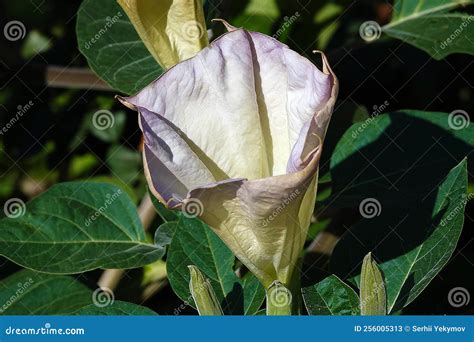 Datura Indian - Plant Flower Stock Image - Image of watering, fragrance: 256005313