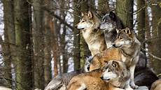 Wallpaper Wolf Pack Images by Wolfpack Wallpapers Wallpaper Cave Wallpaper Wolf Pack Images