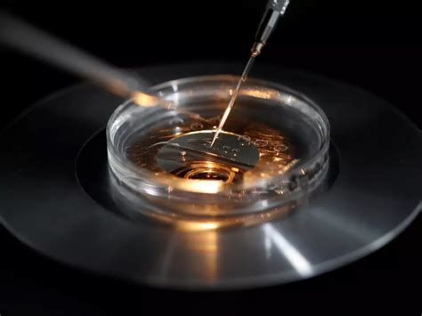 Scientists Develop Synthetic Embryos To Study Genetic Disorders And ...