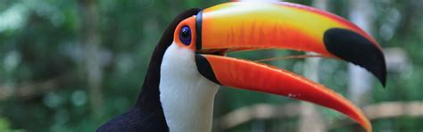 exotic bird for sale in Kolkata, pet for sale in kolkata | www ...