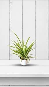 Sugram Plants Spider Air Purifying Indoor Live Plant With 4 inch Pot ...