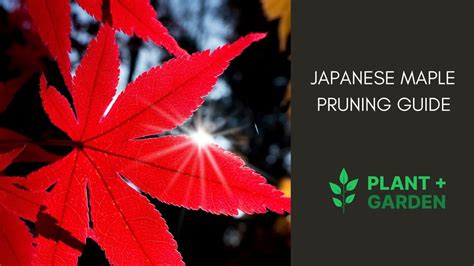 Image result for Pruning Japanese Maple Tree