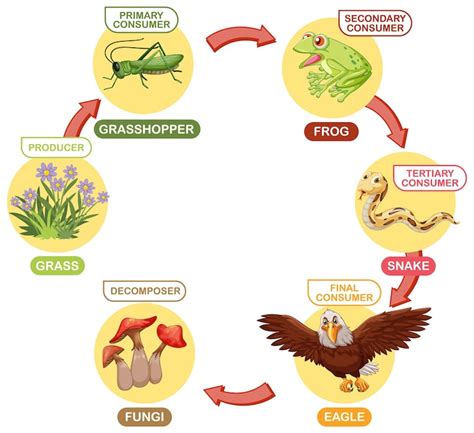 Images de Diagrammes reptiles – Téléchargement gratuit sur Freepik