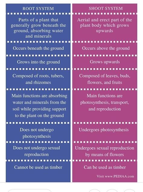 difference between shoot system and root system - Brainly.in