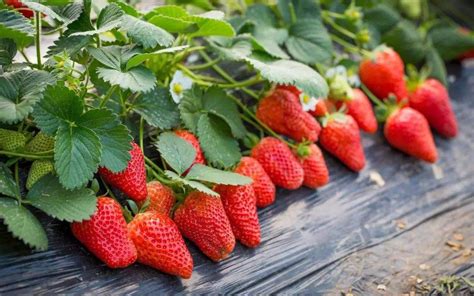 摘草莓的季节 摘草莓是什么季节 - 生活经验 - 辣妈营