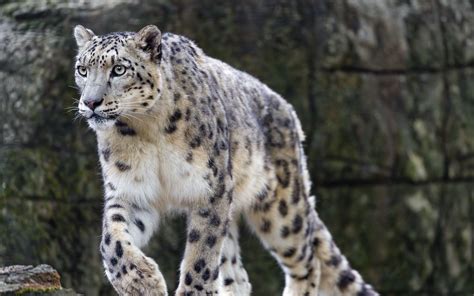 Download wallpaper 2560x1600 irbis, predator, big cat, animal, paw, log ...