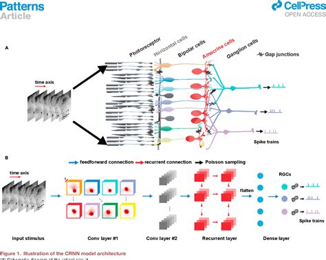 Image result for Neural Coding Numbers