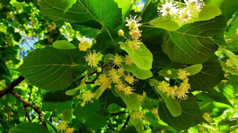 Meet Your Local Medicine: Trees & plants in June, Salem Mill, Hebden ...