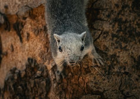 Background for Skype Meeting 的图像结果