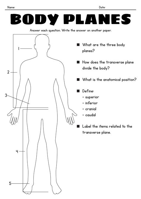 Anatomical Regions Of The Body Quiz at Michiko Durbin blog