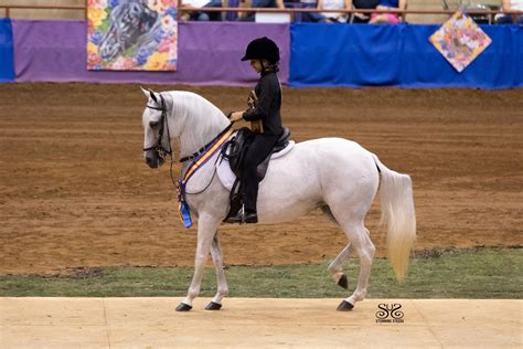 Five Things to Know About Paso Finos | US Equestrian