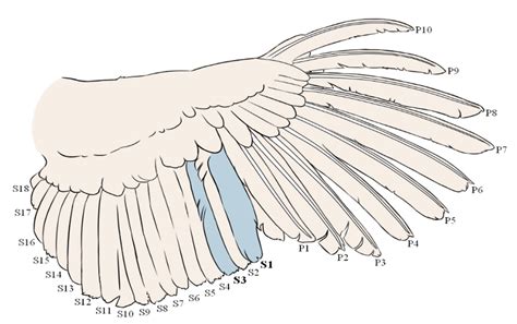 The Effect of Egg Laying on Feather and Plasma Corticosterone ...