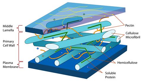 Plant Cell Structure 的图像结果
