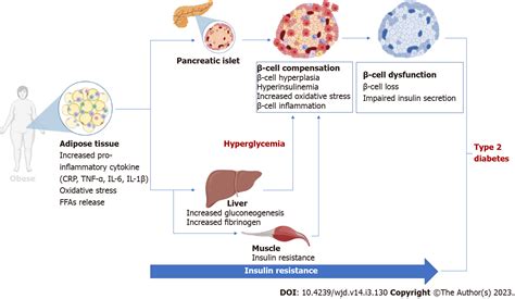 Pancreatic β-cell dysfunction in type 2 diabetes: Implications of ...