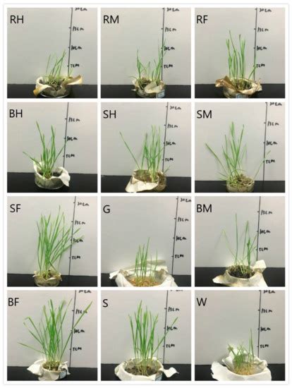 Processes | Special Issue : Anaerobic Processes, Monitoring and ...