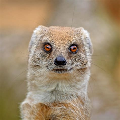 mesmerising mongoose | Now you know how they can tackle snak… | Flickr