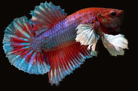 Image result for Betta Fish Compatibility