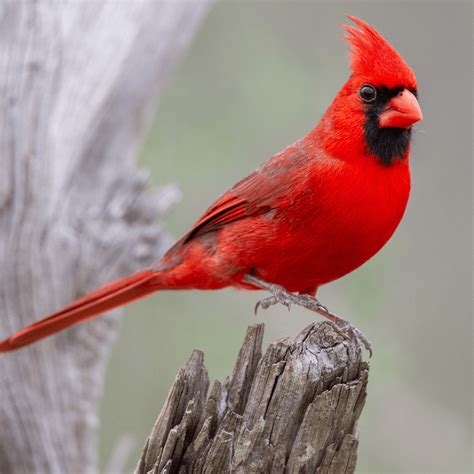 Types of Cardinals (What Colors are Cardinals?) - Happy Birding