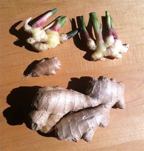 How to Grow Ginger Indoors - The Indoor Gardener