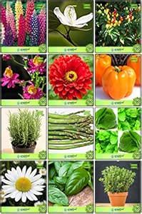 Creative Farmer Plant Seed Combo Herb Seeds & Flower Seeds : Lupin ...