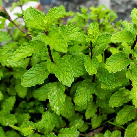 How To Grow And Harvest Mint