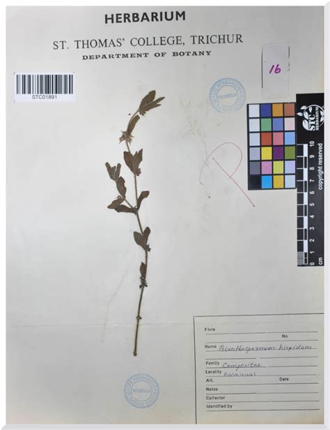 Acanthospermum hispidum (Asteraceae) – STC HERBARIUM
