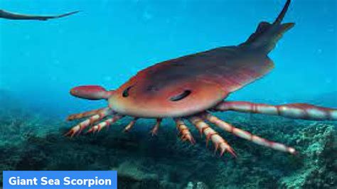 Hibbertopterus lamsdelli: New species of Giant Sea Scorpion – GKToday