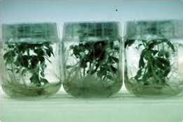 Forestry :: Clonal Forestry