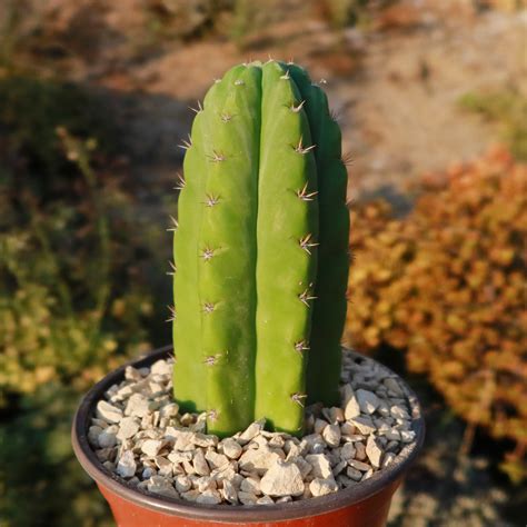 Shop 'San Pedro Cactus - Echinopsis pachanoi' Care and Growing Guide ...