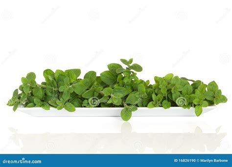 Oregano Herb Leaves stock photo. Image of herbal, white - 16826190