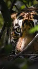 Dawki River: Is this really the cleanest river in India? | TimesTravel