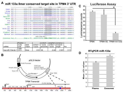 The miR-133a, TPM4 and TAp63γ Role in Myocyte Differentiation ...