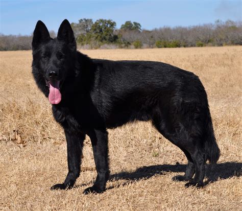 Canto von der Annaburger Heide black DDR German Shepherd German ...