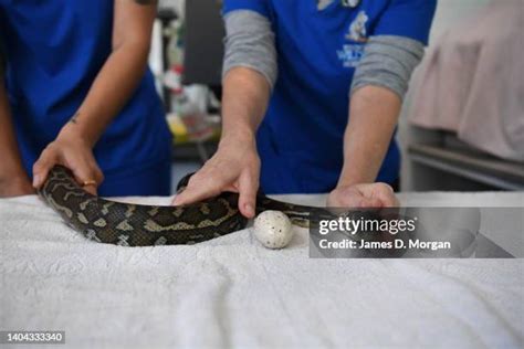 Image result for Python Snake Endoscopy