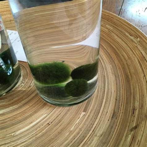 Image result for Java Moss Ball