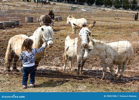 Petting farm animals stock photo. Image of field, together - 39041586