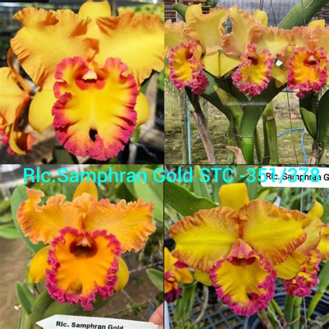 Cattleya Rlc. Samphran Gold STC -351/378 (Blooming Size) | Buy Orchids ...