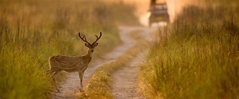 Phato Safari Zone | Jim Corbett National Park