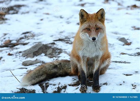 Fox Vulpes Vulpes Sitting in the Woods on the Snow. Wild Red Fox in ...