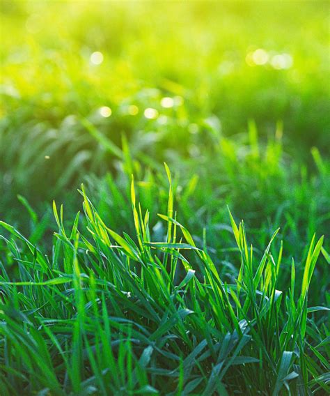 How to cut wet grass: tips on mowing a wet lawn safely | Homes and Gardens
