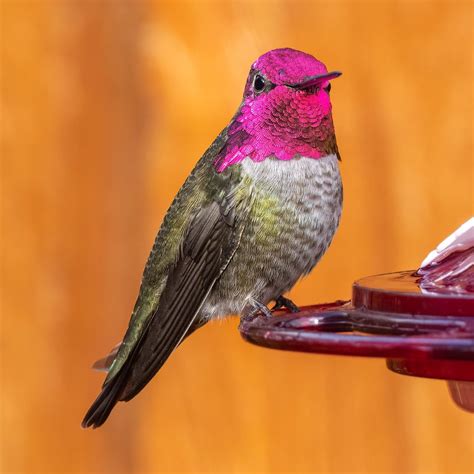 A male and female Anna's hummingbird dropped by the feeder. NorCal, USA ...