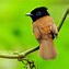 Image result for Bird of Paradise HD