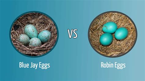 Blue Egg Meaning at Ronald Lockett blog