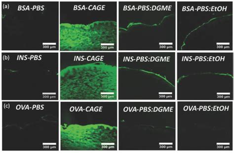 Novel Pharmaceutical Strategies for Enhancing Skin Penetration of ...