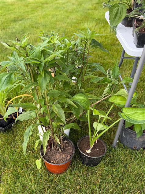 Dewald Funeral... - Dewald Funeral & Cremation Services, Inc.