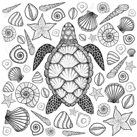 Image result for Real Turtle Shells Drawing