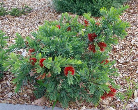 Callistemon viminalis 'Little John' | GardensOnline