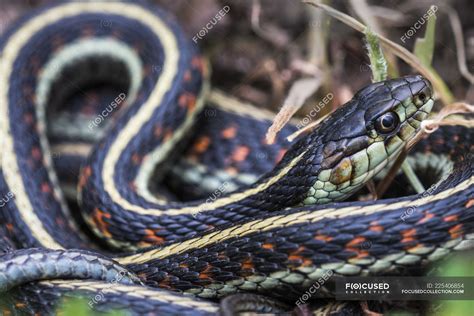 Western garter snake - Stock Photos, Royalty Free Images | Focused