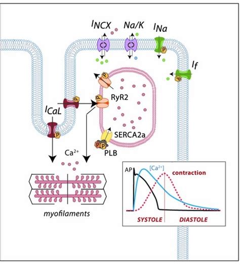 Ion Channel Disorders and Sudden Cardiac Death