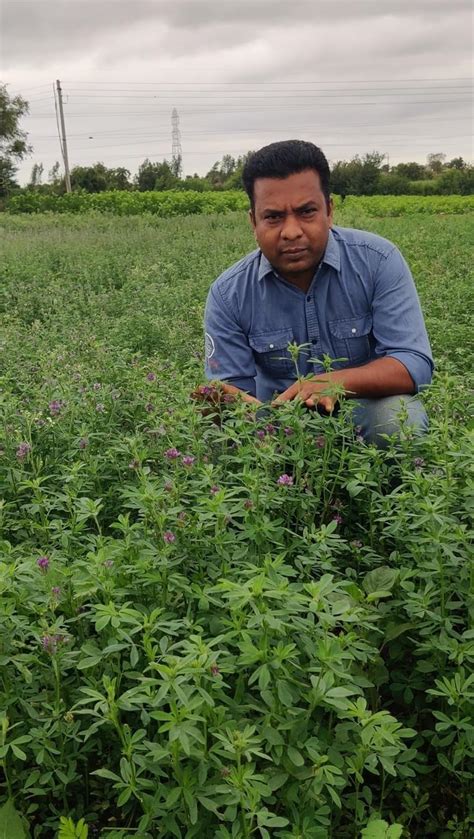 Methi Grass Alfa Alfa Rajka Grass By Saividisha Seeds And Agro : Amazon ...